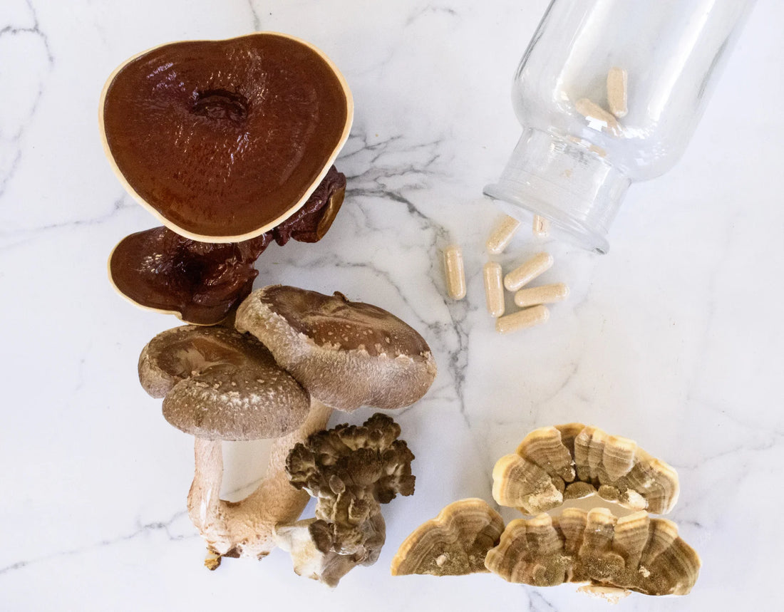 Unlocking the Power of Functional Mushrooms for Optimal Aging